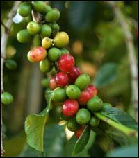 Caffè verde L'Erbolario Uomo AGHD srl